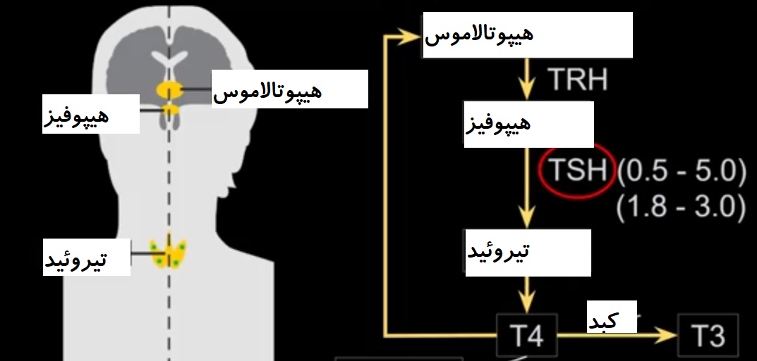 چرخه تولید تیروئید